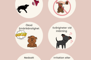 Sömnbrist hos hundar Sömnbrist hos hundar