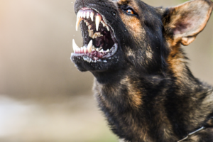 reaktiv hund reaktiv hund