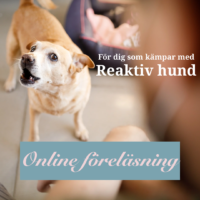 2026.04.28 Reaktiva hundar - online föreläsning