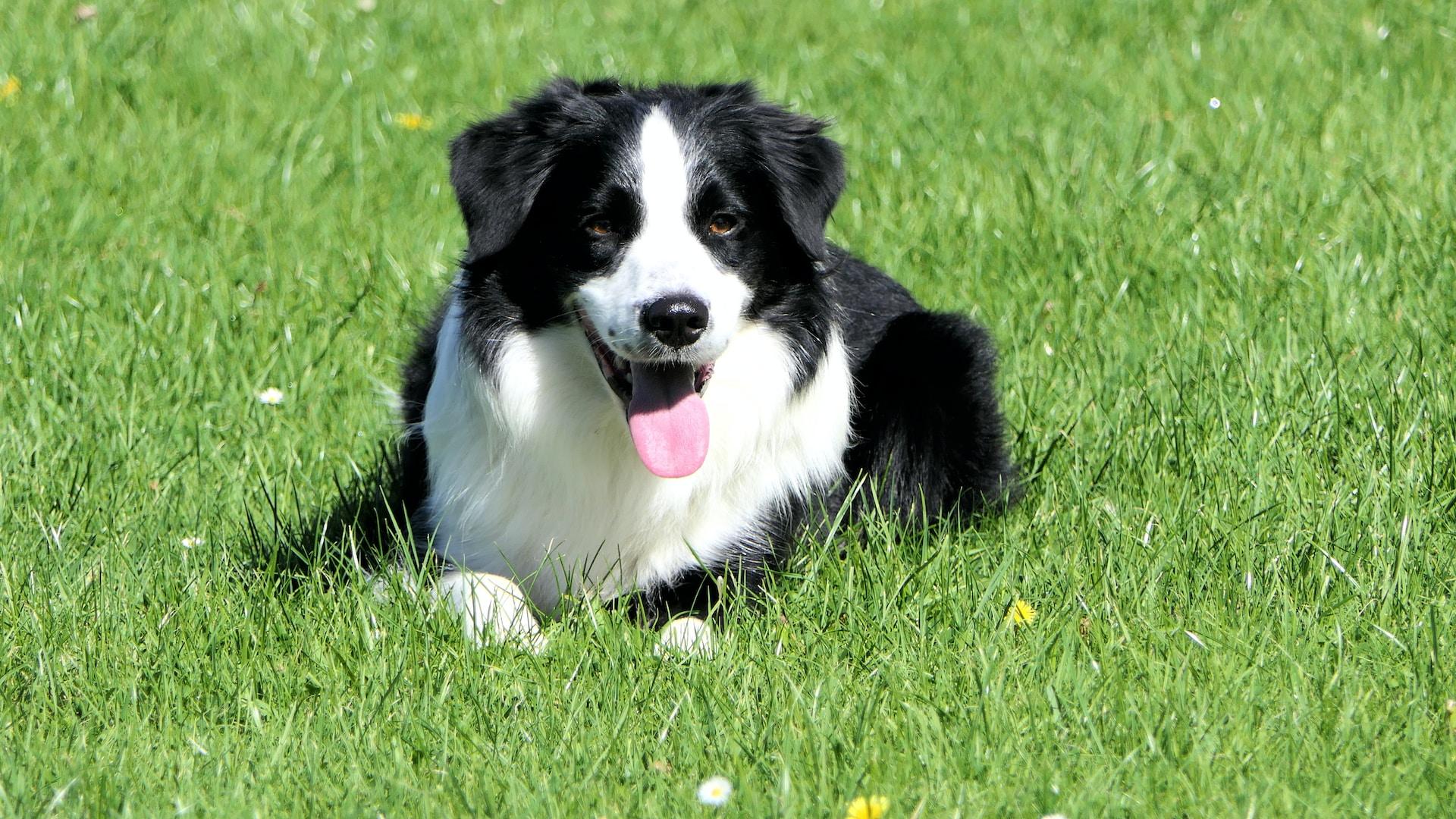 Hundägare