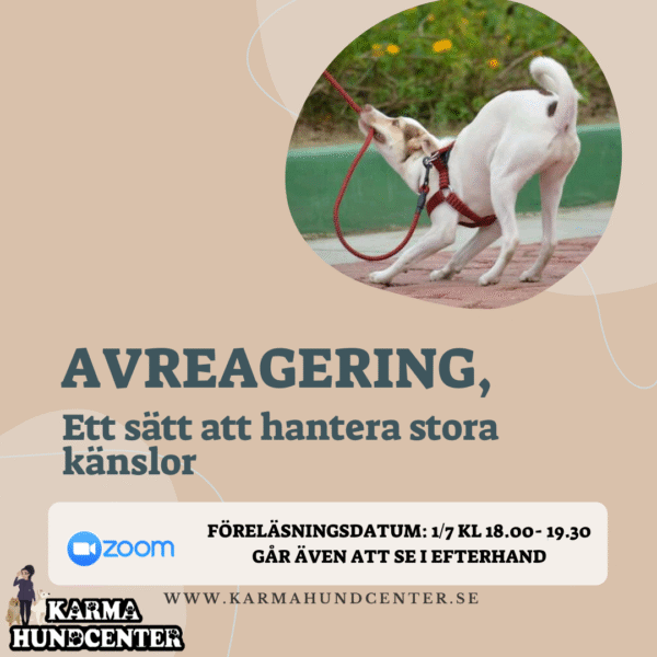 2025.07.01 Zoomföreläsning - Avreageraring - ett sätt att hantera stora känslor